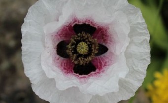 Foto vom 28. Mai (© Spender 55)