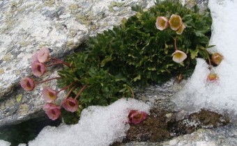 Foto vom 28. Juli, Naturstandort (© Spender 55)