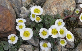 Foto vom 23. Juli, Naturstandort Hohsaas, Wallis (© Angela Beck)