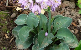 Hosta `Blue Mouse Ears´, Foto vom 19.6. (© Spender 55)