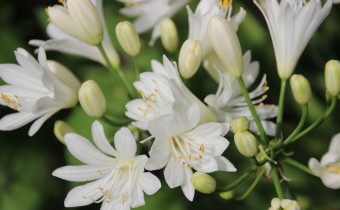 Agapanthus, Sorte 'Double Diamond' (© Gabriele Renneberg)