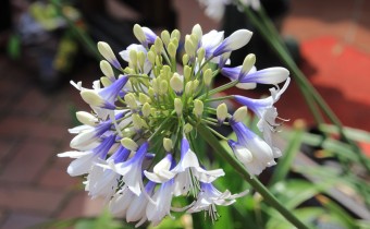 Agapanthus, Sorte 'Twister' (© Gabriele Renneberg)
