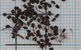 Agastache mexicana Samen (© Gabriele Renneberg)