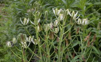 Albuca setosa, Foto vom 27.6. (© Spender 253)