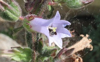 Campanula lyrata, Foto vom 6.6. (© Spender 55)