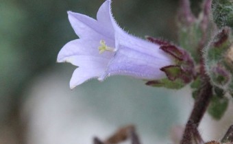 Campanula lyrata, Foto vom 6.6. (© Spender 55)