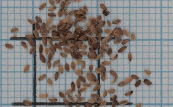 Campanula pendula Samen (© Gabriele Renneberg)