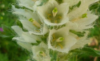 Campanula thyrsoides ssp. thyrsoides, Foto vom 11. Juli (© Spender 55)
