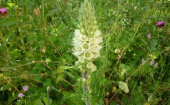 Campanula thyrsoides ssp. thyrsoides, Foto vom 11. Juli (© Spender 55)