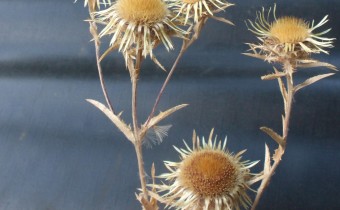 Trockenblume (© Spender 55)