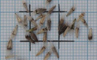 Catananche caerulea Samen (© Gabriele Renneberg)