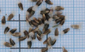 Centaurea stoebe Samen (© Gabriele Renneberg)