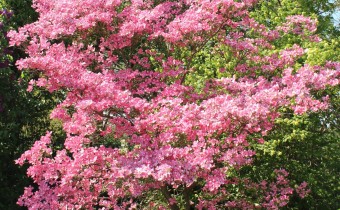 Cornus florida, rosa Form, Foto vom 5.5. (© Spender 55)