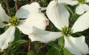 Cornus florida, Foto vom 30.4. (© Spender 55)