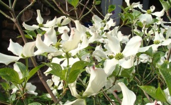 Cornus florida, Foto vom 30.4. (© Spender 55)
