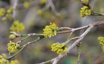 Blüte, Foto vom 10. März (© Gabriele Renneberg)