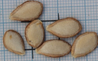 Cucurbita moschata Samen (© Gabriele Renneberg)