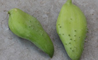  Cyclanthera pedata Früchte, Foto vom 21.10. (© Spender 55)