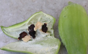 Cyclanthera pedata Samen, Foto vom 21.10. (© Spender 55)