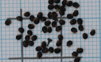 Dactylicapnos macrocapnos Samen (© Gabriele Renneberg)