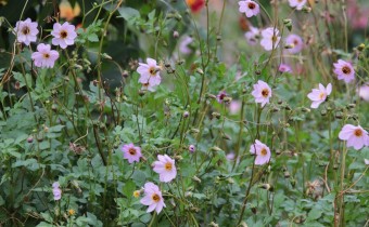 Foto aus dem Dahliengarten Hamburg, 25. September (© Gabriele Renneberg)