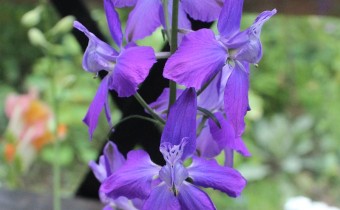 Delphinium grandiflorum, Foto vom 10.7. (© Spender 55)