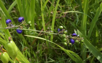Dianella caerulea, Früchte, Foto vom 19.8. (© Spender 253)
