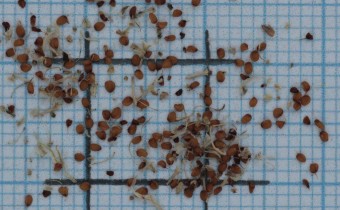 Draba bruniifolia Samen (© Gabriele Renneberg)