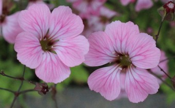 Gypsophila vaccaria, Foto vom 5.6. (©Spender 55)