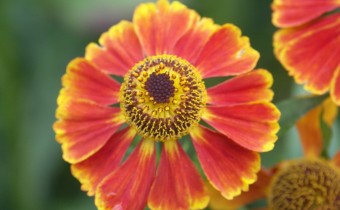 'Flammentanz', Foto vom 10.August (© Spender 311)