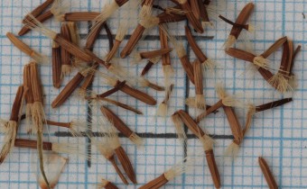 Hieracium villosum Samen (© Gabriele Renneberg)