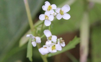 Iberis amara, Foto vom 4.6. (© Spender 55)