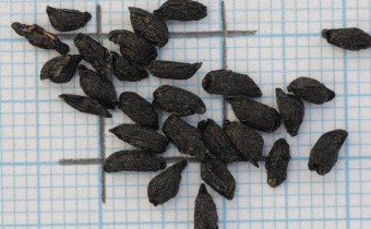Ixiolirion tataricum Samen (© Gabriele Renneberg)