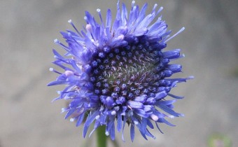 Jasione laevis, Foto vom 10.7. (© Spender 55)