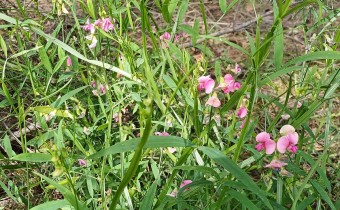 Lathyrus sylvestris, Foto vom 3.8. (© Spender 55)