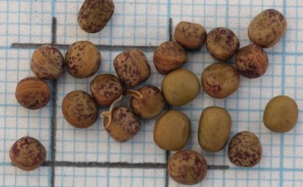 Lathyrus vernus Samen (© Gabriele Renneberg)