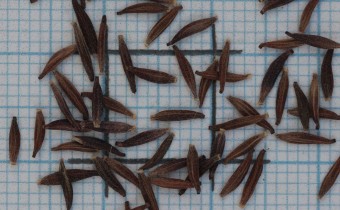 Leibnitzia anandria Samen (© Gabriele Renneberg)