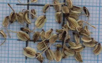Ligusticopsis wallichiana Samen (© Gabriele Renneberg)