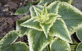 Lunaria annua 'Alba Variegata' (© Spender 335)