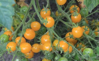 Sorte `Clementine´ (© Spender 311)