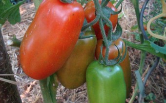 Sorte `San Marzano´ (© Spender 55)