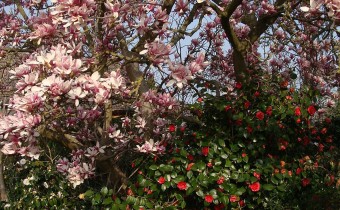 Magnolia x soulangeana, Foto vom 1.4. (© Spender 55)