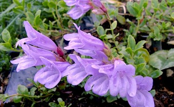 Penstemon davidsonii ssp. menziesii, Foto vom 9. Mai (© Spender 55)
