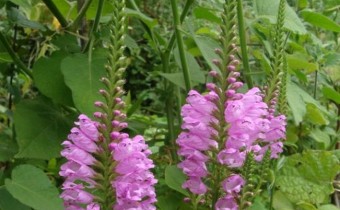 Physostegia virginiana 'Vivid', Foto vom 10. September  (© Spender 55)