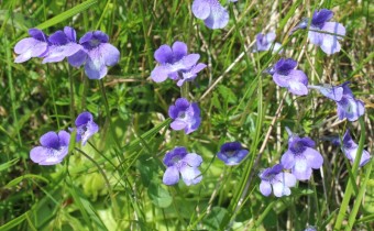Foto vom 18. Juni, am Naturstandort (© Spender 55)