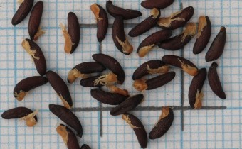 Plagiorhegma dubium Samen (© Gabriele Renneberg)