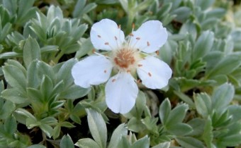 Potentilla nitida `Albiflora´, Foto vom 23. Juni (© Spender 55)