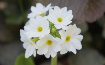 Primula denticulata, Foto vom 15. April (© Spender 86)