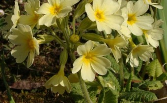 Primula elatior, Foto vom 25. März (© Spender 55)