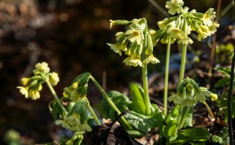 Primula elatior, Foto vom 24. März (© Spender 319)
